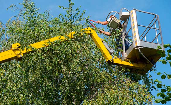 גיזום עצים עם מנוף – מה צריך לדעת?