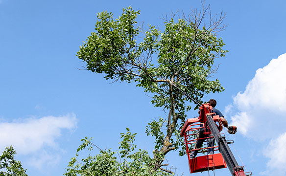 גיזום עצים בגובה – דגשי ביצוע חשובים
