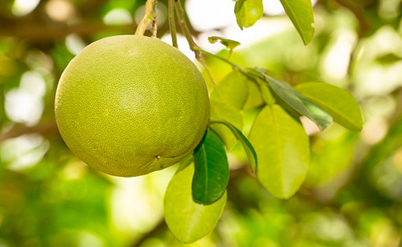 גיזום עצי הדר – מקבלים את האביב באהבה